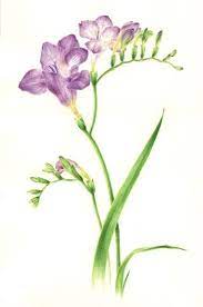 Freesia Hybrida Flower Painting Watercolor Flowers Paintings Botanical Prints