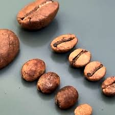 Image result for Coffea racemosa