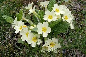 Die behaarte primel, auch behaarte schlüsselblume, drüsenhaar. Primeln Wikipedia