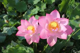 Types of lotus flowers with pictures. Lotus Flower Stock Photo Picture And Royalty Free Image Image 45250441
