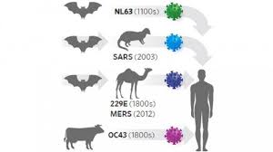 5 Proses Virus Corona Atau Coronavirus Menyebar Dari Hewan Ke Manusia Tribun Jogja