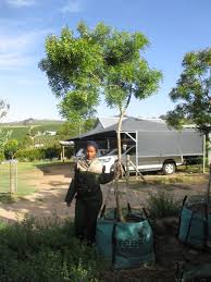 Image result for Loxostylis