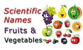 Scientific Names Common Fruits And Vegetables Checkall In