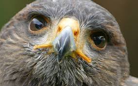 Le Metamorfosi Di Ladyhawke Una Fiaba Per La Montagna