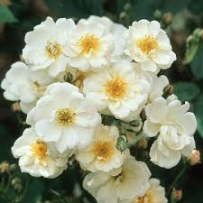 Resultado de imagen para plantacion de rosas en septiembre