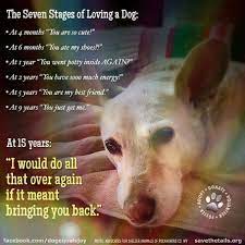 The Seven Stages Of Loving A Dog Oh I Would Too In A Heart Beat Stages Of Love Dogs Dog Quotes