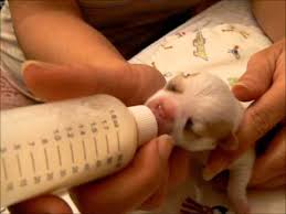 How to take care of a teacup chihuahua. How To Care For Orphan Puppies Chihuahuas Youtube