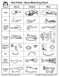 Owl Pellet Bone Chart Free Bedowntowndaytona Com