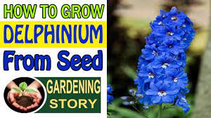 How To Grow Delphinium From Seed Gardening Story Youtube