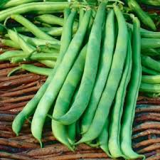 Biji tumbuhan ini cukup banyak mengandung protein, tetapi demikian jumlahnya belum sebanyak kedelai. Kacang Hijau Kacang Perancis Malwina Phaseolus Vulgaris L Benih Garden Seeds Market Penghantaran Percuma