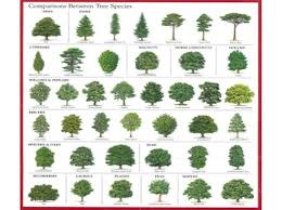 Tree Identification Chart Bing Images Tree Leaf