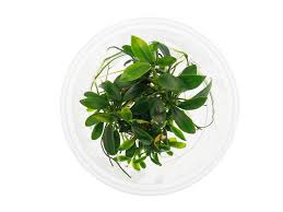 23 free images of pangolino. Anubias Barteri Var Nana Pangolino In Vitro 5 5 Cm Raritat Gunstig Kaufen Garnelen Gummer