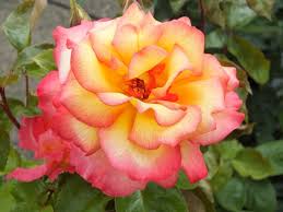 Maybe you would like to learn more about one of these? Floribunda Rose Shelia S Perfume Order Online From Ashwood Nurseries