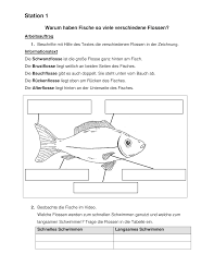 Melden sie sich an, um den download zu starten. Kostenlos Ausdrucken Arbeitsblatt Biologie Klasse 5 Fische Kostenlos