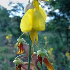 Image result for Crotalaria laburnifolia