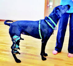 Maybe you would like to learn more about one of these? Canine Knee Injury Brace Yourself Whole Dog Journal