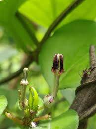 Image result for Ceropegia burchelliana