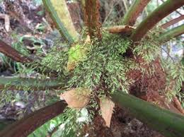 Image result for Cyathea capensis