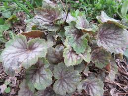 Image result for heuchera americana
