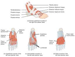 The word tensor comes from the latin verb tendere meaning to stretch. gastrocnemius comes from the greek gaster meaning belly and kneme meaning the leg. action: Muscles Of The Lower Leg And Foot Human Anatomy And Physiology Lab Bsb 141