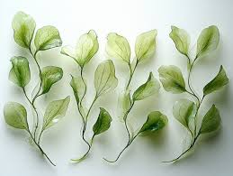 Image result for Halophila ovalis