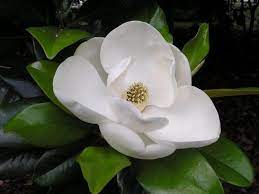 Flowers With Love As Their Meaning Trilinea And Haiku Poetry Southern Magnolia Magnolia Flower Southern Magnolia Tree