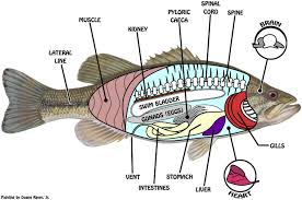 Pin Em Fish