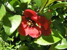 Flowering quince is one of the earliest plants to flower in the spring with a beautiful display of coral red flowers. Texas Scarlet Flowering Quince