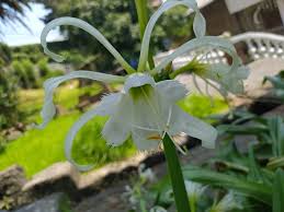 Image result for Ismene narcissiflora