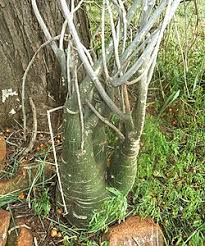 Image result for Adenia lewallei