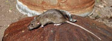 Senior pest control deals available. How To Get Rid Of Rats Western Exterminator