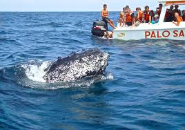 MONTAÑITA | TOUR ISLA DE LA PLATA | WHALE WATCHING | ECUADOR - Operadora  Turismo Palo Santo Travel Whale Watching Ecuador