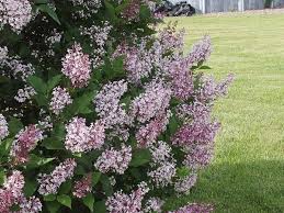 The miss kim lilac requires minimal care. Miss Kim Lilac