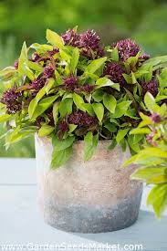 Here at thai basil, you will experience the liveliness and excitement of our exhibition kitchen. Thai Basil Siam Queen Seeds Ocimum Basilicum 900 Seeds Garden Seeds Market Free Shipping