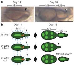 Care taken to get fitting & colour of teeth right. Predicting Evolutionary Patterns Of Mammalian Teeth From Development Nature