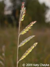 Image result for Eriochloa