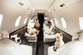 Feb 27, 2020 · when it comes to calculating the cost of pet transport, the distance of your move is significant. Moving Your Dog Or Cat From New Zealand To Australia Checklist Private Jet Pet Travel Pamper Pets