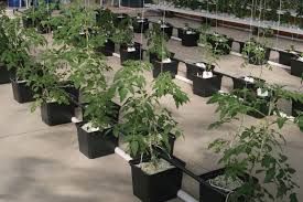 The dutch or bato bucket is designed for growing vine crops like tomatoes, cucumbers, peppers, eggplants etc. 3 Best Dutch Bato Bucket Hydroponics System Reviews