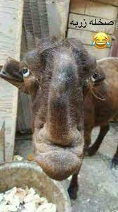 pin by rasool thamer on onion flower onion flower animals horses