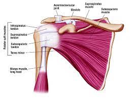 Deep to the rtc tendon insertions, blends with the capsule and supraspinatus to form part of the roof of the. Rotator Cuff Doctor Chicago Shoulder Specialist Naples Rotator Cuff Chicago