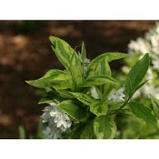 Image result for Deutzia scabra