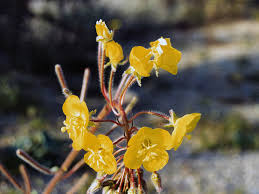 Although they look somewhat like palm trees, they are actually yuccas, members of the asparagus family and close relatives of agave, the plant used to make tequila. Yellow Cups Cacti And Flowers In Joshua Tree National Park California