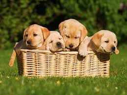 Dalmation price in india in all states with contact no. Pet Breeders Enjoy The New Boom Small Dogs In High Demand Amidst Covid Blues The Economic Times