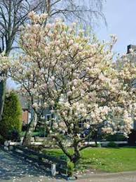 We did not find results for: Buy Trees Affordable Gardens4you Ie