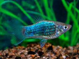 Image result for Platycaulos