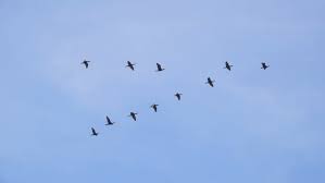 Follow Leaders Flock Of Geese Stock Footage Video 100 Royalty Free 27953659 Shutterstock Birds Flying Birds Flying Photography Birds In The Sky
