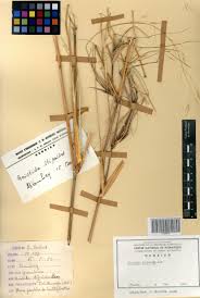 Image result for Aristida stipoides