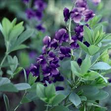 Image result for Indigofera simplicifolia