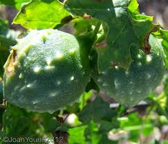 Image result for Momordica balsamina