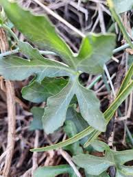 Image result for Coccinia adoensis